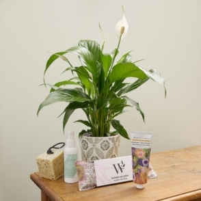 Plant & pamper gift hamper Perth delivery