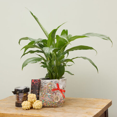 Plant hamper with sweet treats delivery Perth