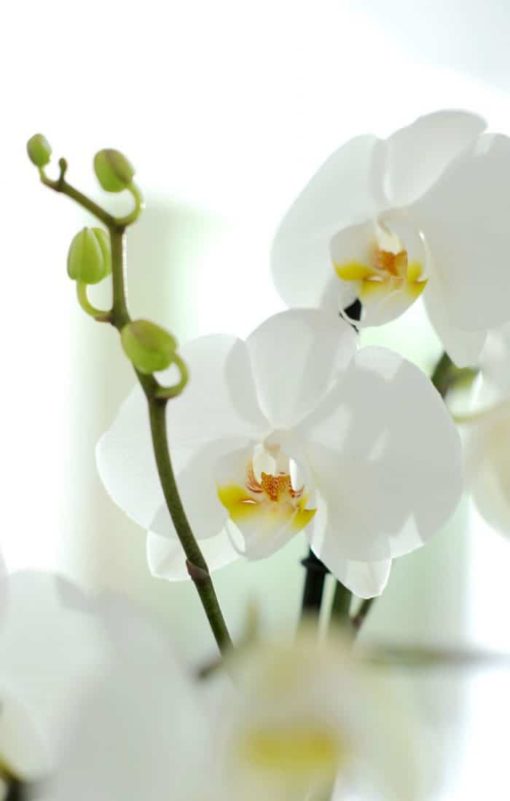 Phalaenopsis pot plant - orchid