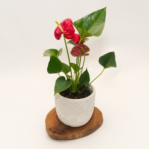 Indoor plant - Anthurium, delivery Perth
