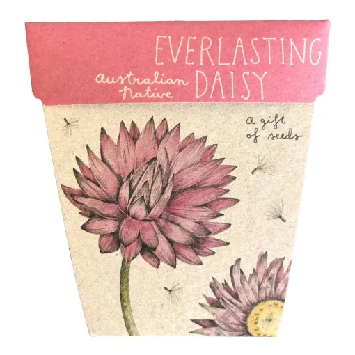 gift of seeds everlasting daisy