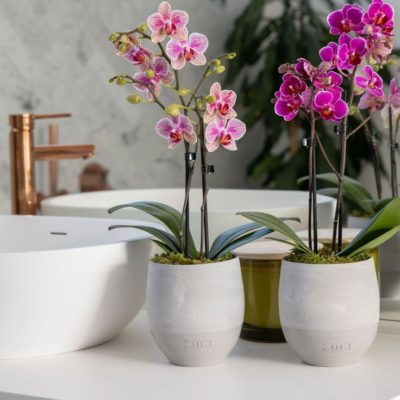 mini phalaenopsis orchid