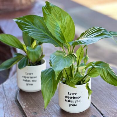 Positive pot & plant