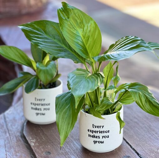 Positive pot & plant
