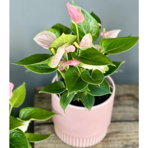 Anthurium Gift Pot- Pink - Bloomin Boxes