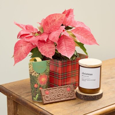 Christmas Poinsettia Gift Box