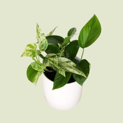 Indoor plant, Devils Ivy, easy care plant gift delivery Perth